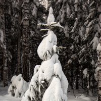 в снегах :: Евгений Тарасов 