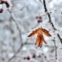 Последний осенний привет. :: Восковых Анна Васильевна 