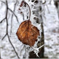 Листик. :: Валерия Комова