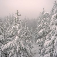 Зимний лес в объятьях тумана... :: Наталья Димова