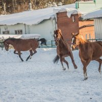 Выплеск эмоций.... :: аркадий 