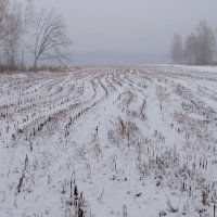 туманное зимнее поле :: Александр Прокудин