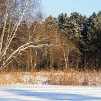 Зимний пейзаж. :: Милешкин Владимир Алексеевич 