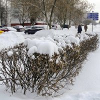 Снег :: Oleg4618 Шутченко