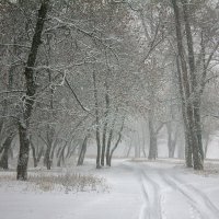 Снегопад. :: Людмила 