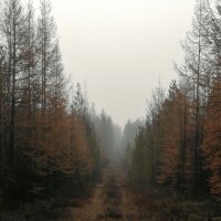 Осень в лесу :: Илья Горбиков