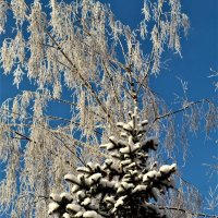Морозный день января :: Ольга Митрофанова