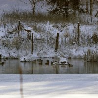 Утки перестали улетать на юг :: оксана 