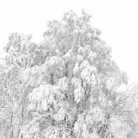 Зима в парке Дубки :: Александр Капустин