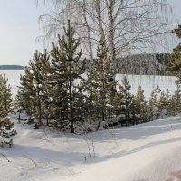 Январский пейзаж :: tamara kremleva