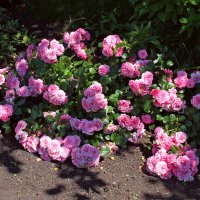 Роза почвопокровная :: tamara kremleva