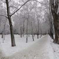 Зимний парк :: MarinaKiseleva 