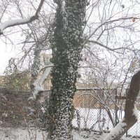 Первый настоящий снег :: Галина Квасникова