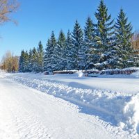 И ели стоят на страже в парке... :: Raduzka (Надежда Веркина)