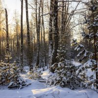 Морозно в лесу :: оксана 