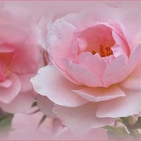 Розовые цветы :: Ольга Елисеева