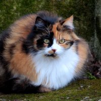Трёхцветная кошка :: Сергей Даденков 