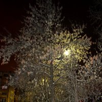 Дерево ночью. :: ВикТор Быстров
