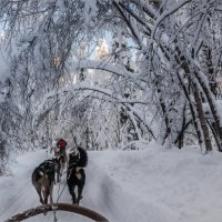 По морозцу (4) :: Shapiro Svetlana 