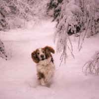 А с улыбкой каждый день светлей:) :: liudmila drake