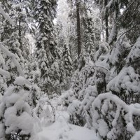 снежный лес :: Галина 