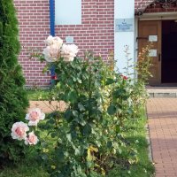 Розы у входа в церковь :: Galina Solovova