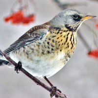 Дрозд рябинник. :: Восковых Анна Васильевна 