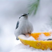 Ты сними, сними меня, фотограф! :: Ирина Баскакова