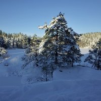 Солнечный и морозный последний день Января в Швеции :: wea *