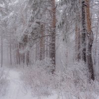 Туман в лесу :: Наталья Димова