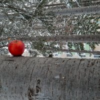 Зимний лес :: Елена Московских