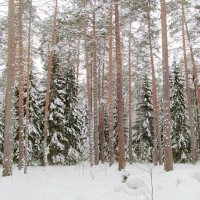 В зимнем лесу. Февраль. :: Ольга Елисеева