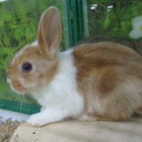 Декоративнй кролик,3 месяца. :: Зинаида 