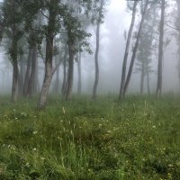 Седой туман укрыл дремавший лес.. :: Марина Фомина.