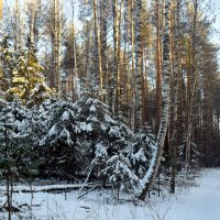 Зимой в лесу. :: ВикТор Быстров