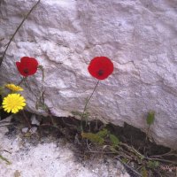 Цветы на каменном утесе. :: Мара Абрамова