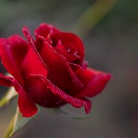 Моя роза :: Елена Ахромеева
