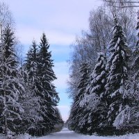 В зимнем лесу :: Людмила Смородинская