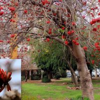Цветет эритрина -коралловое дерево :: Гала 