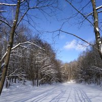 зимний лес :: Валентина. .