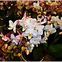 Орхидея. :: Валерия Комова