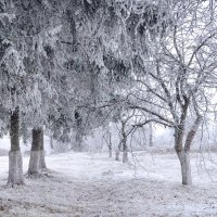 Снегопад в яблочном саду :: Анатолий Клепешнёв