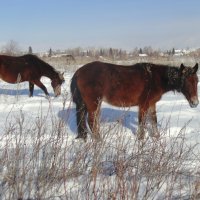 Лошадки за околицей в зимнее время. :: Мила Бовкун