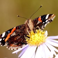 осенние бабочки 5 :: Александр Прокудин
