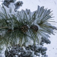Крымская сосна в снегу :: Александр Буторин