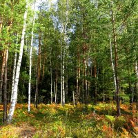 Осень в лесу :: Андрей Снегерёв