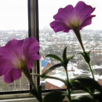 За окном зима, а петуньи цветут :: Татьяна Р 