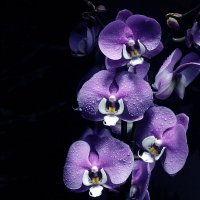 Орхидея :: Влад Платов