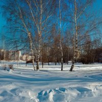 Февральские берёзы :: Валерий Иванович