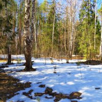 Сходит лежалый снег в пробуждающемся лесу :: Григорий охотник